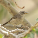 Cape Verde (Cane) Warbler (image by Mark Beaman)