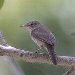 Cape Verde (Cane) Warbler (image by Mark Beaman)
