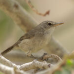 Cape Verde (Cane) Warbler (image by Mark Beaman)