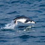 Chinstrap Penguin (image by Mark Beaman)
