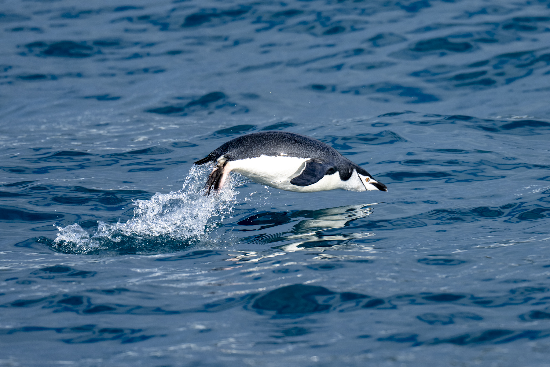 Chinstrap Penguin (image by Mark Beaman)
