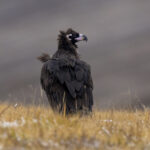 Cinereous Vulture (image by Mark Beaman)