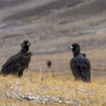 Cinereous Vultures (image by Mark Beaman)