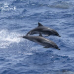 Clymene Dolphins (imnage by Mark Beaman)