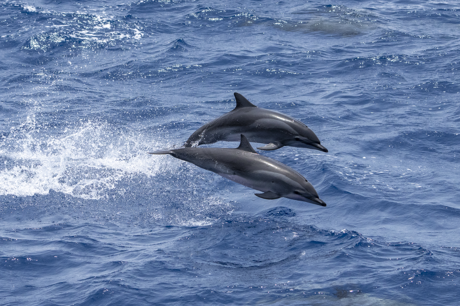 Clymene Dolphins (imnage by Mark Beaman)