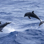 Common Bottlenose Dolphins (image by Mark Beaman)