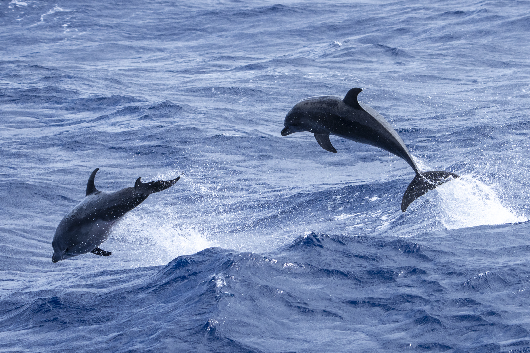 Common Bottlenose Dolphins (image by Mark Beaman)