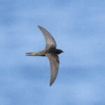 Common Swift far off West Africa (image by Mark Beaman)