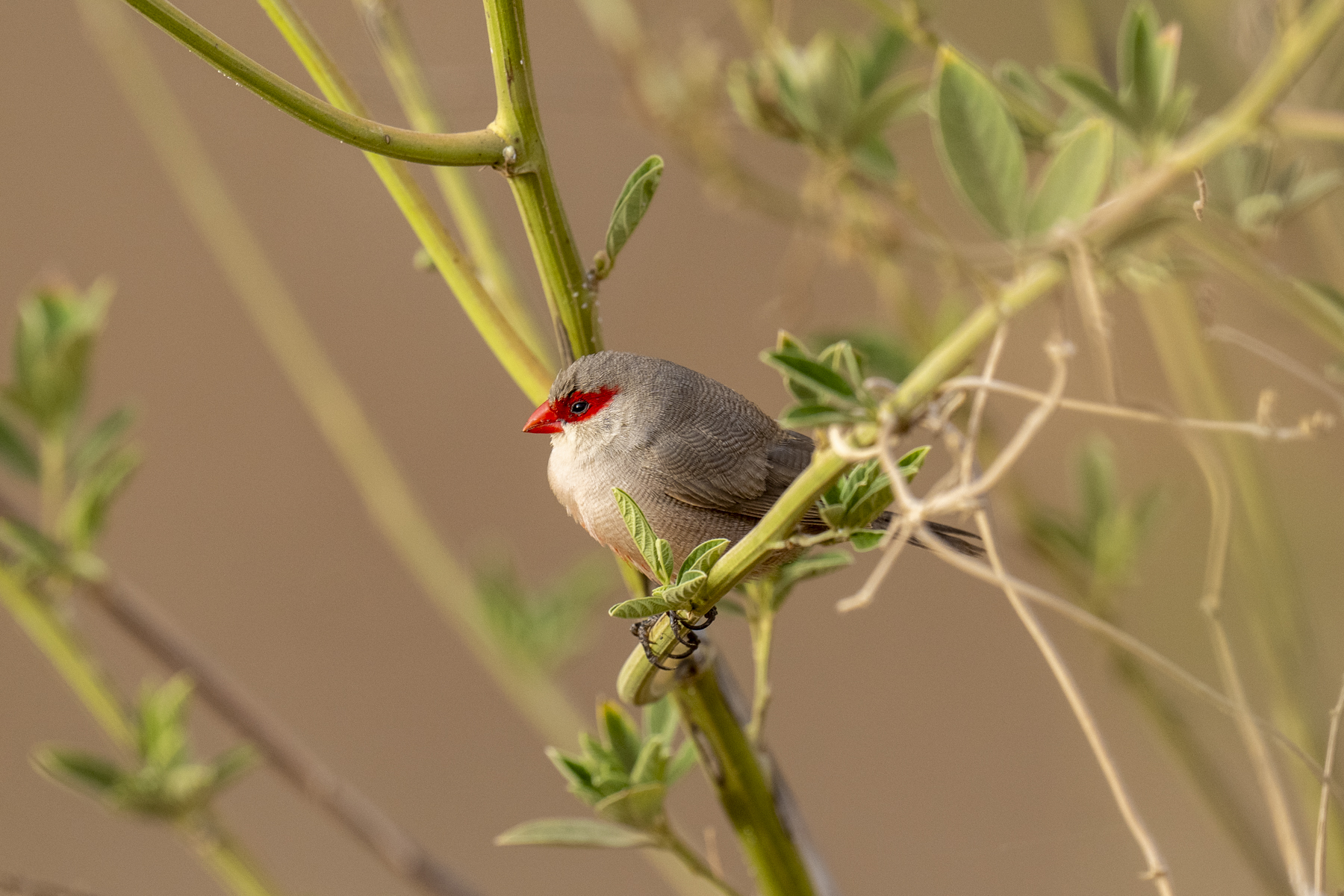 Common Waxbill (image by Mark Beaman)