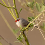 Common Waxbill (image by Mark Beaman)