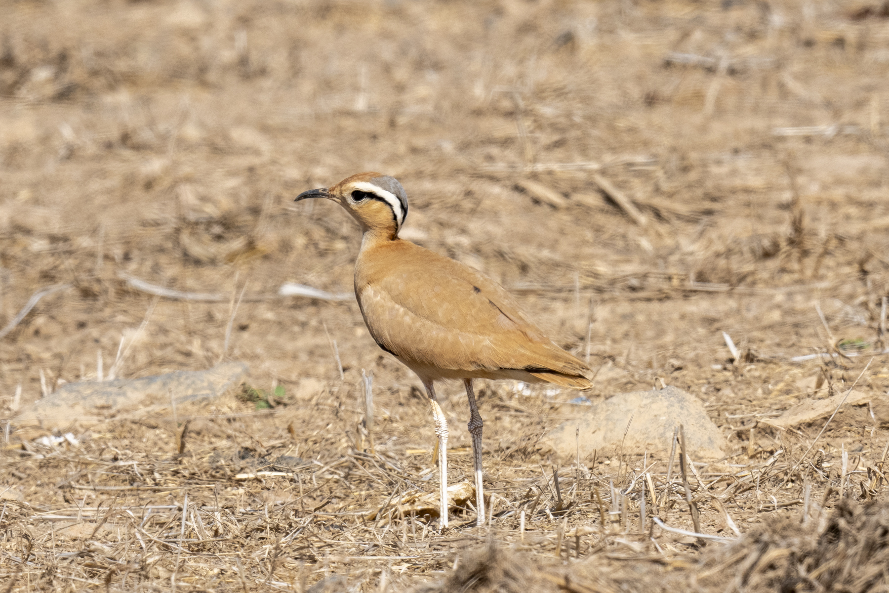 Cream-coloured Courser (image by Mark Beaman)