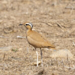 Cream-coloured Courser (image by Mark Beaman)