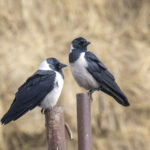 Daurian Jackdaws (image by Mark Beaman)