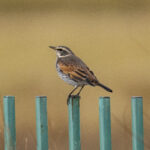 Dusky Thrush (image by Mark Beaman)