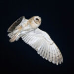 Eastern Barn Owl (image by Pete Morris)