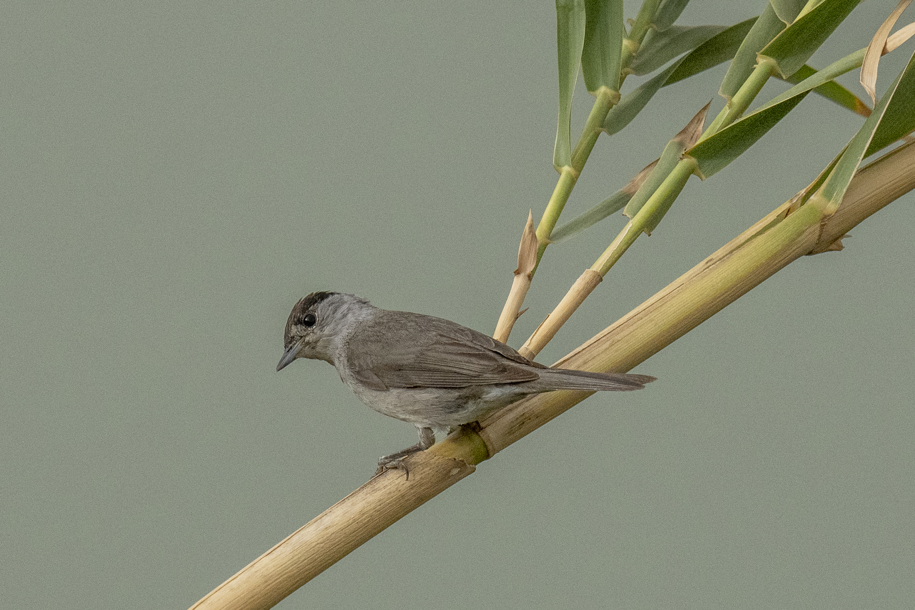 Eurasian Blackcap (image by Mark Beaman)