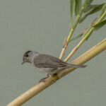 Eurasian Blackcap (image by Mark Beaman)