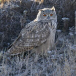 Eurasian Eagle-Owl (image by Mark Beaman)