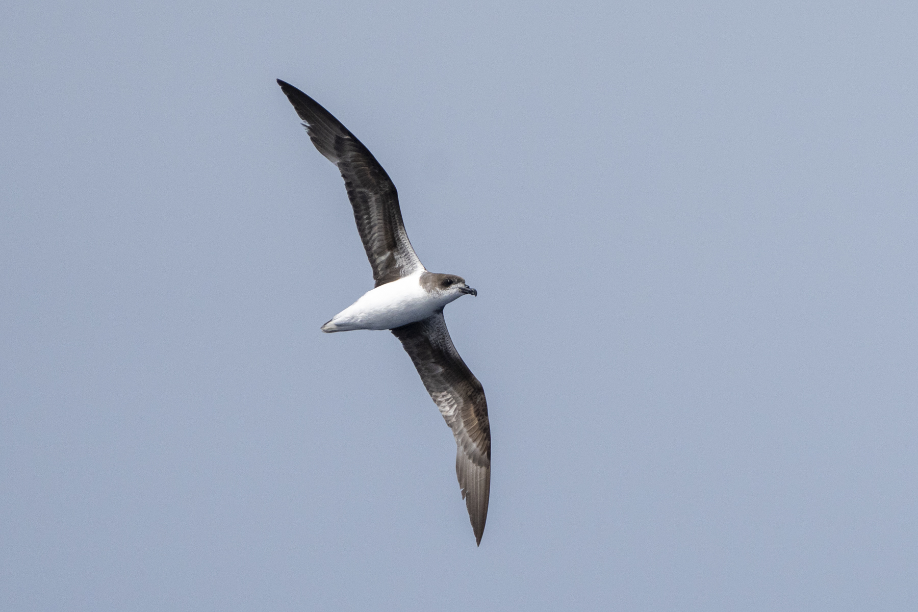 Fea's (or Cape Verde) Petrel (image by Mark Beaman)