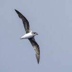 Fea's (or Cape Verde) Petrel (image by Mark Beaman)