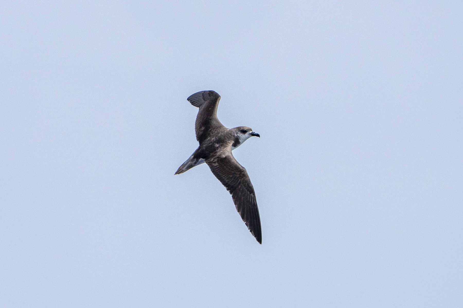 Fea's (or Cape Verde) Petrel (image by Mark Beaman)