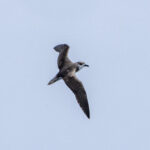 Fea's (or Cape Verde) Petrel (image by Mark Beaman)