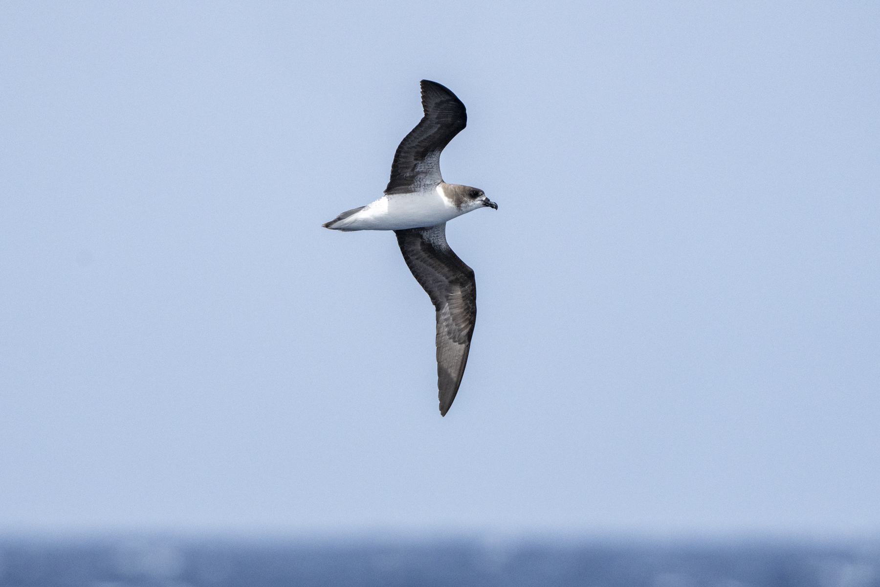 Fea's (or Cape Verde) Petrel (image by Mark Beaman)