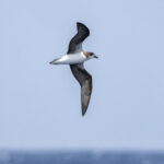 Fea's (or Cape Verde) Petrel (image by Mark Beaman)