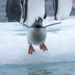 Gentoo Penguin (image by Mark Beaman)