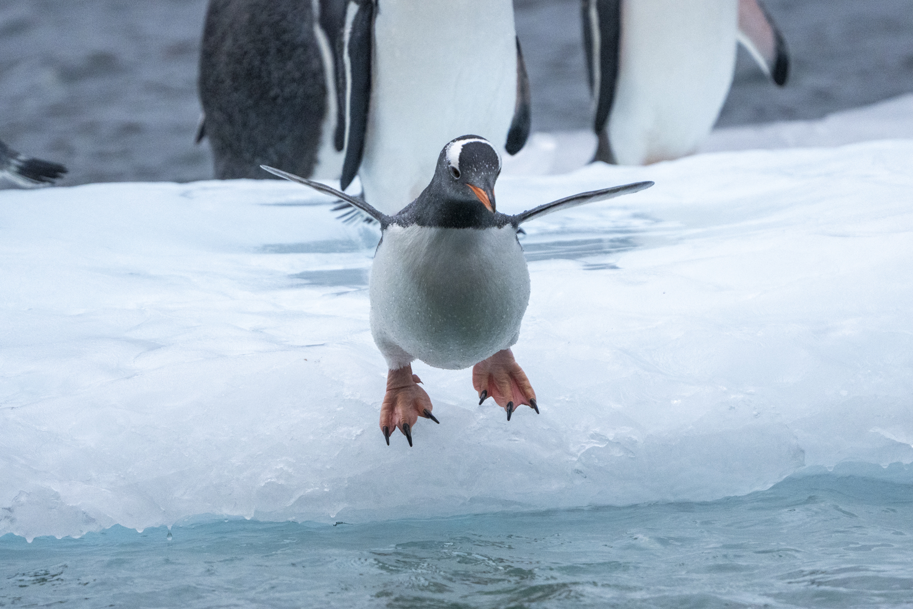 Gentoo Penguin (image by Mark Beaman)
