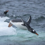 Gentoo Penguins (image by Mark Beaman)