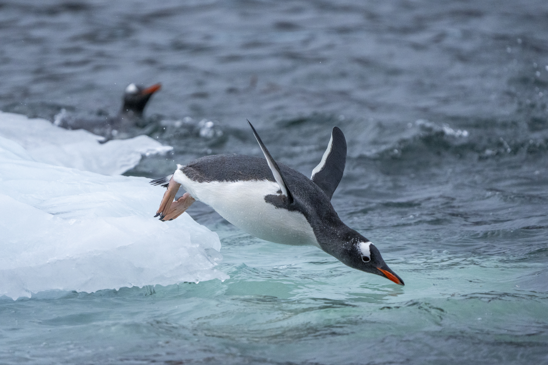Gentoo Penguins (image by Mark Beaman)