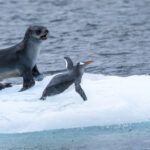 Gentoo Penguins fleeing from an Antarctic Fur Seal (image by Mark Beaman)