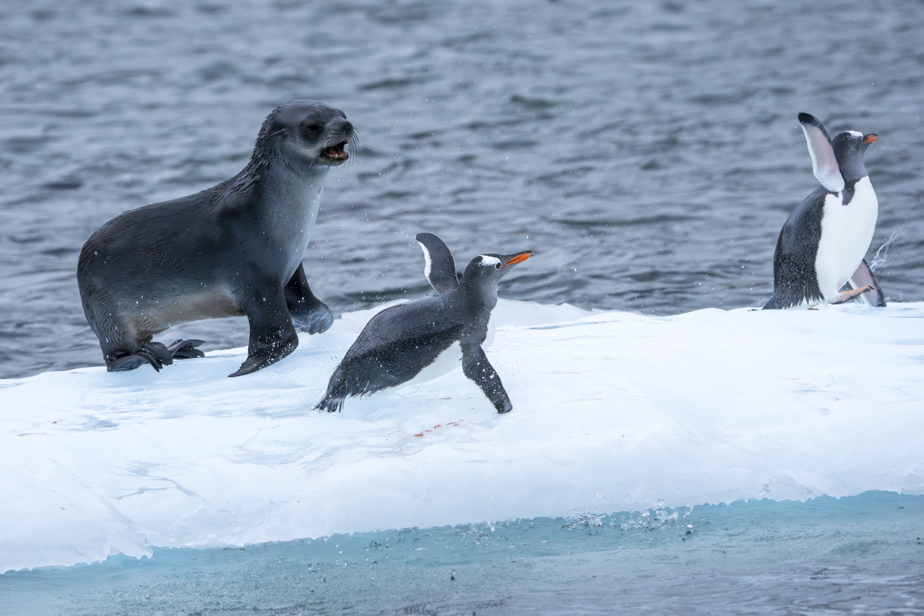 Gentoo Penguins fleeing from an Antarctic Fur Seal (image by Mark Beaman)