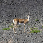 Goitred Gazelle (image by Mark Beaman)