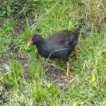Gough Moorhen (image by Mark Beaman)