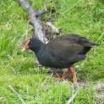 Gough Moorhen (image by Mark Beaman)