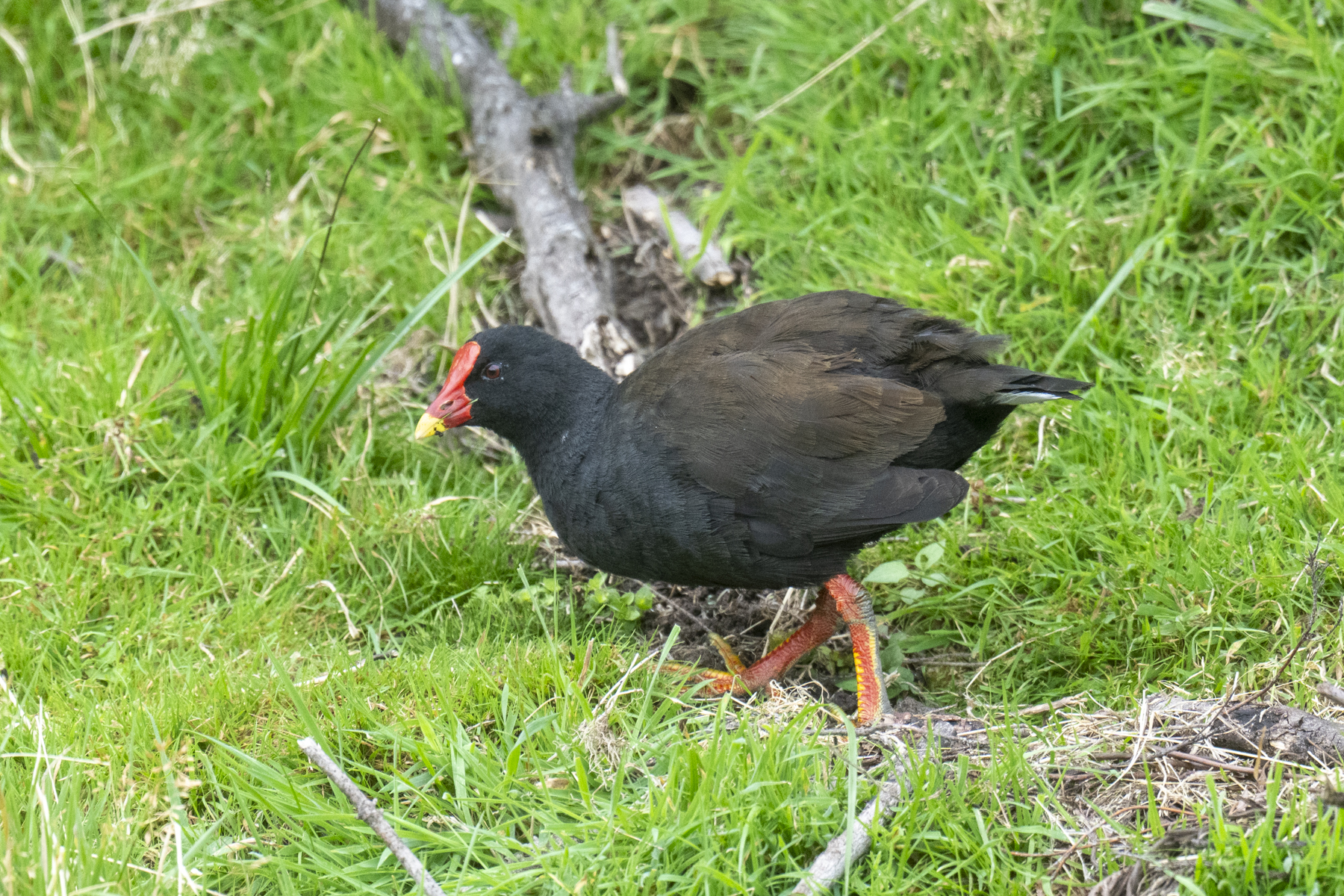 Gough Moorhen (image by Mark Beaman)