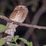 Gould's Frogmouth (image by Pete Morris)