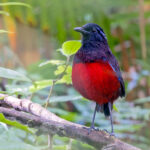 Graceful Pitta (image by Pete Morris)