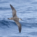 Great Shearwater (image by Mark Beaman)