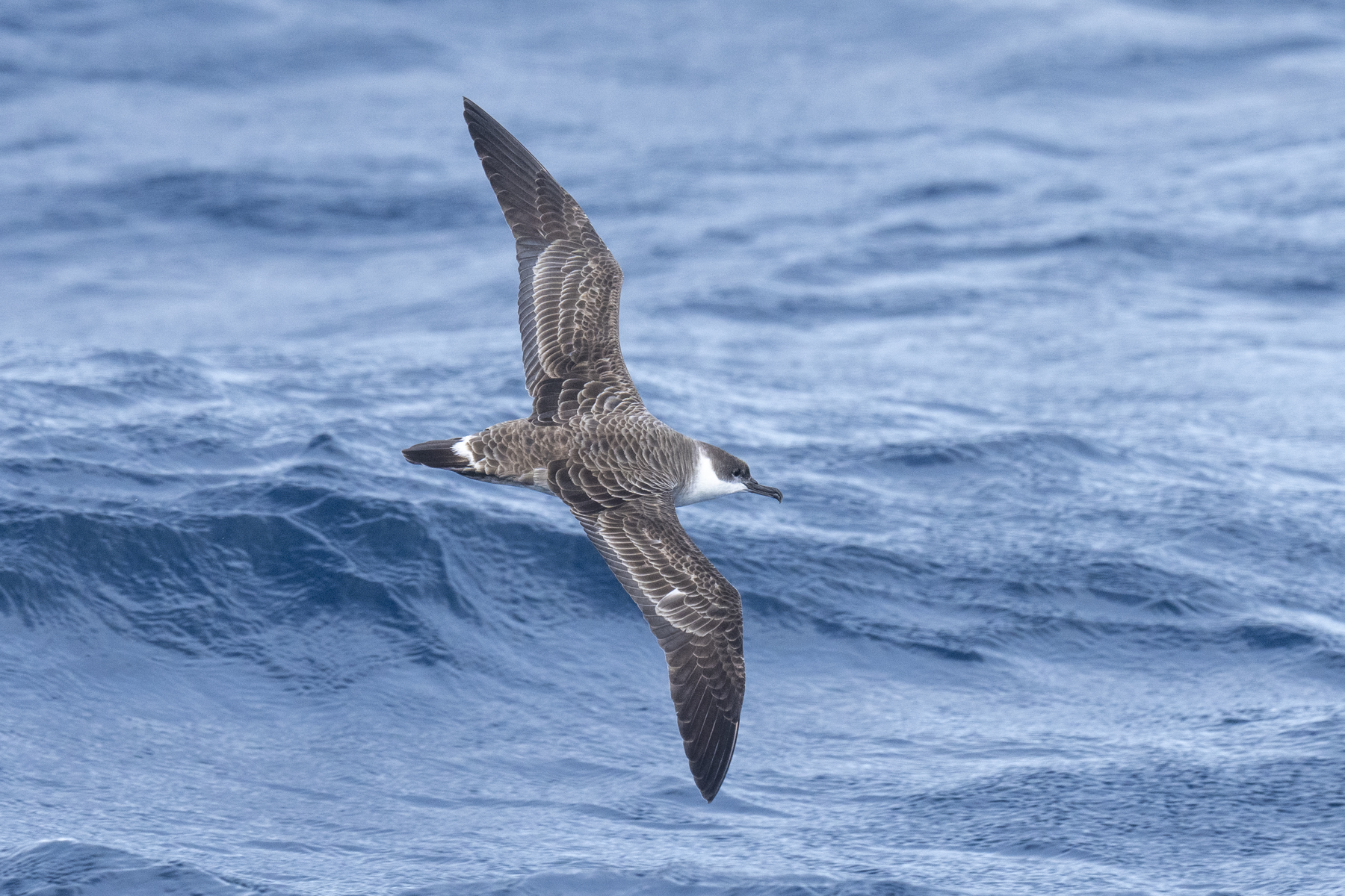 Great Shearwater (image by Mark Beaman)
