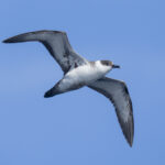 Great Shearwater (image by Mark Beaman)