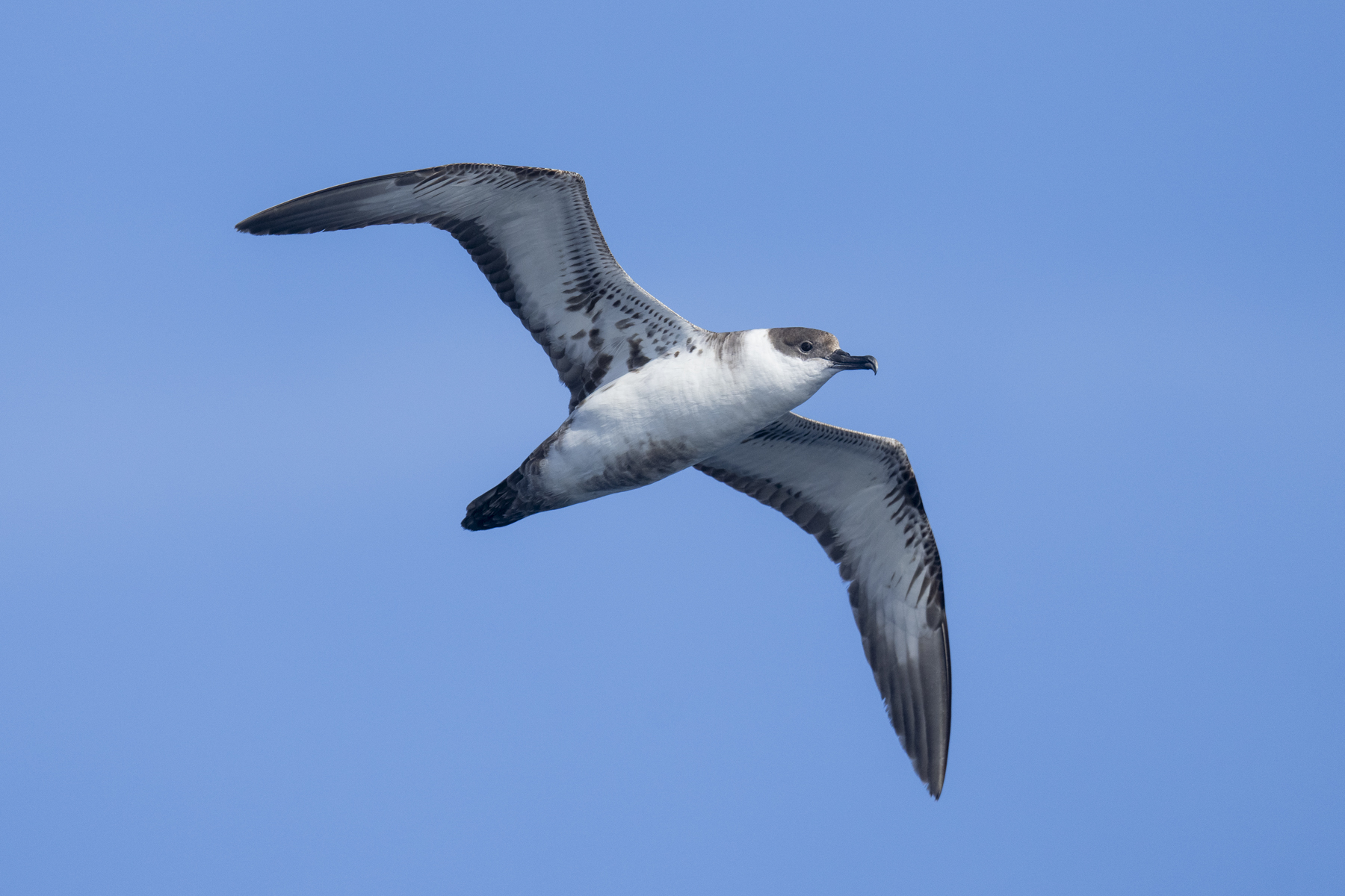 Great Shearwater (image by Mark Beaman)