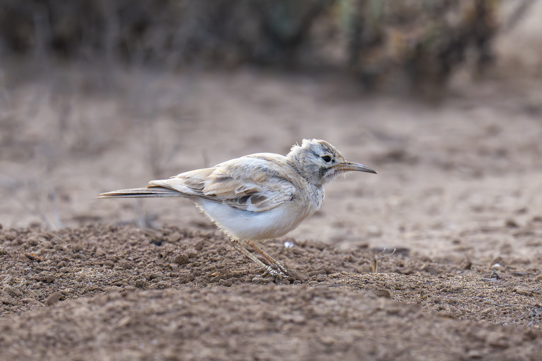 Greater Hoopoe-Lark (image by Mark Beaman)