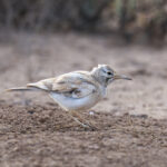 Greater Hoopoe-Lark (image by Mark Beaman)
