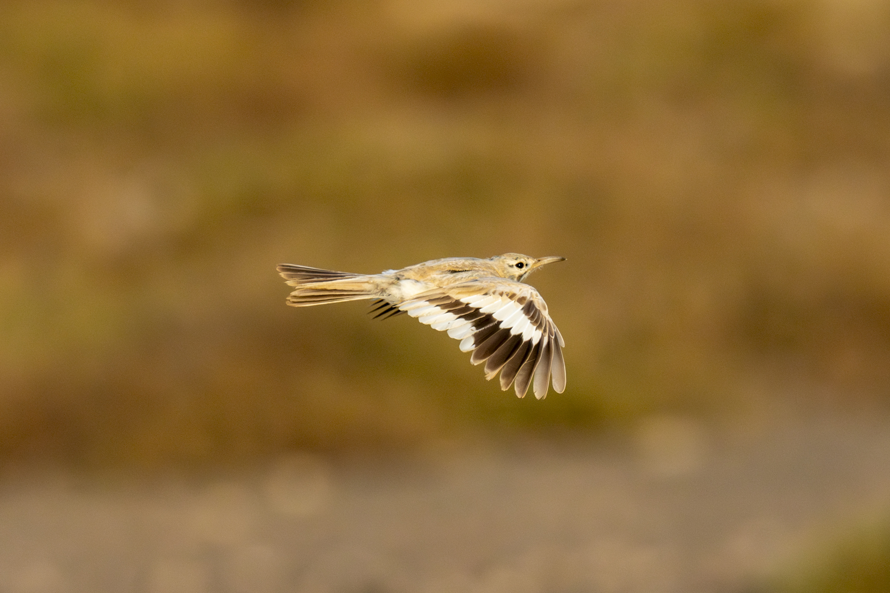 Greater Hoopoe-Lark (image by Mark Beaman)