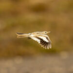 Greater Hoopoe-Lark (image by Mark Beaman)