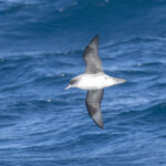 Grey Petrel (image by Mark Beaman)