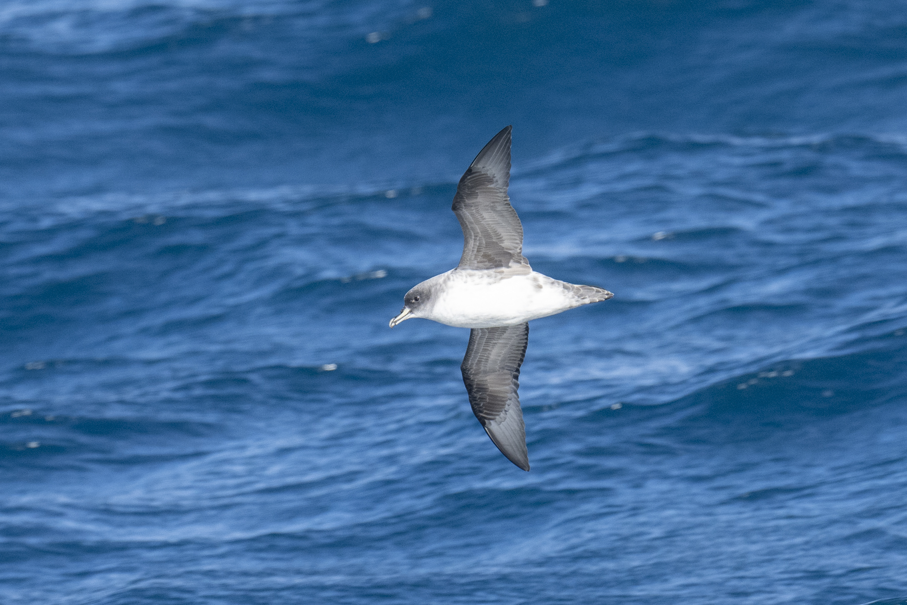 Grey Petrel (image by Mark Beaman)